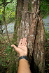  ( - BioBot00473)  @11 [ ] CreativeCommons - Attribution Non-Commercial Share-Alike (2010) Daniel H. Janzen Guanacaste Dry Forest Conservation Fund