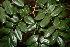  ( - BioBot00473)  @11 [ ] CreativeCommons - Attribution Non-Commercial Share-Alike (2010) Daniel H. Janzen Guanacaste Dry Forest Conservation Fund