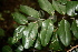  ( - BioBot00473)  @11 [ ] CreativeCommons - Attribution Non-Commercial Share-Alike (2010) Daniel H. Janzen Guanacaste Dry Forest Conservation Fund