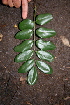 ( - BioBot00473)  @11 [ ] CreativeCommons - Attribution Non-Commercial Share-Alike (2010) Daniel H. Janzen Guanacaste Dry Forest Conservation Fund