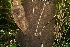  ( - BioBot00476)  @11 [ ] CreativeCommons - Attribution Non-Commercial Share-Alike (2010) Daniel H. Janzen Guanacaste Dry Forest Conservation Fund