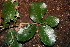  ( - BioBot00476)  @11 [ ] CreativeCommons - Attribution Non-Commercial Share-Alike (2010) Daniel H. Janzen Guanacaste Dry Forest Conservation Fund