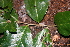  ( - BioBot00476)  @11 [ ] CreativeCommons - Attribution Non-Commercial Share-Alike (2010) Daniel H. Janzen Guanacaste Dry Forest Conservation Fund