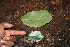  ( - BioBot00476)  @11 [ ] CreativeCommons - Attribution Non-Commercial Share-Alike (2010) Daniel H. Janzen Guanacaste Dry Forest Conservation Fund