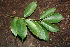  (Machaerium kegelii - BioBot00481)  @11 [ ] CreativeCommons - Attribution Non-Commercial Share-Alike (2010) Daniel H. Janzen Guanacaste Dry Forest Conservation Fund