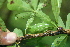  ( - BioBot00485)  @11 [ ] CreativeCommons - Attribution Non-Commercial Share-Alike (2010) Daniel H. Janzen Guanacaste Dry Forest Conservation Fund