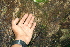  ( - BioBot00486)  @11 [ ] CreativeCommons - Attribution Non-Commercial Share-Alike (2010) Daniel H. Janzen Guanacaste Dry Forest Conservation Fund