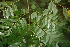  ( - BioBot00488)  @11 [ ] CreativeCommons - Attribution Non-Commercial Share-Alike (2010) Daniel H. Janzen Guanacaste Dry Forest Conservation Fund