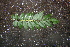  ( - BioBot00488)  @11 [ ] CreativeCommons - Attribution Non-Commercial Share-Alike (2010) Daniel H. Janzen Guanacaste Dry Forest Conservation Fund