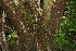  ( - BioBot00488)  @11 [ ] CreativeCommons - Attribution Non-Commercial Share-Alike (2010) Daniel H. Janzen Guanacaste Dry Forest Conservation Fund
