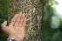  ( - BioBot00488)  @11 [ ] CreativeCommons - Attribution Non-Commercial Share-Alike (2010) Daniel H. Janzen Guanacaste Dry Forest Conservation Fund