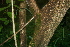  ( - BioBot00489)  @11 [ ] CreativeCommons - Attribution Non-Commercial Share-Alike (2010) Daniel H. Janzen Guanacaste Dry Forest Conservation Fund