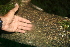  ( - BioBot00489)  @11 [ ] CreativeCommons - Attribution Non-Commercial Share-Alike (2010) Daniel H. Janzen Guanacaste Dry Forest Conservation Fund