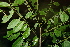  ( - BioBot00489)  @11 [ ] CreativeCommons - Attribution Non-Commercial Share-Alike (2010) Daniel H. Janzen Guanacaste Dry Forest Conservation Fund