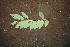  ( - BioBot00489)  @11 [ ] CreativeCommons - Attribution Non-Commercial Share-Alike (2010) Daniel H. Janzen Guanacaste Dry Forest Conservation Fund