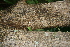  ( - BioBot00490)  @11 [ ] CreativeCommons - Attribution Non-Commercial Share-Alike (2010) Daniel H. Janzen Guanacaste Dry Forest Conservation Fund