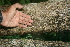 ( - BioBot00490)  @11 [ ] CreativeCommons - Attribution Non-Commercial Share-Alike (2010) Daniel H. Janzen Guanacaste Dry Forest Conservation Fund