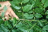  ( - BioBot00490)  @11 [ ] CreativeCommons - Attribution Non-Commercial Share-Alike (2010) Daniel H. Janzen Guanacaste Dry Forest Conservation Fund