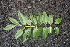  ( - BioBot00490)  @11 [ ] CreativeCommons - Attribution Non-Commercial Share-Alike (2010) Daniel H. Janzen Guanacaste Dry Forest Conservation Fund