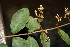  (Heteropterys panamensis - BioBot00491)  @11 [ ] CreativeCommons - Attribution Non-Commercial Share-Alike (2010) Daniel H. Janzen Guanacaste Dry Forest Conservation Fund