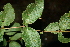  ( - BioBot00491)  @11 [ ] CreativeCommons - Attribution Non-Commercial Share-Alike (2010) Daniel H. Janzen Guanacaste Dry Forest Conservation Fund