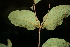  ( - BioBot00491)  @11 [ ] CreativeCommons - Attribution Non-Commercial Share-Alike (2010) Daniel H. Janzen Guanacaste Dry Forest Conservation Fund