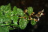  ( - BioBot00492)  @11 [ ] CreativeCommons - Attribution Non-Commercial Share-Alike (2010) Daniel H. Janzen Guanacaste Dry Forest Conservation Fund