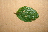  ( - BioBot00492)  @11 [ ] CreativeCommons - Attribution Non-Commercial Share-Alike (2010) Daniel H. Janzen Guanacaste Dry Forest Conservation Fund