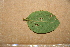  ( - BioBot00492)  @11 [ ] CreativeCommons - Attribution Non-Commercial Share-Alike (2010) Daniel H. Janzen Guanacaste Dry Forest Conservation Fund