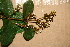  ( - BioBot00492)  @11 [ ] CreativeCommons - Attribution Non-Commercial Share-Alike (2010) Daniel H. Janzen Guanacaste Dry Forest Conservation Fund