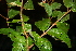  ( - BioBot00493)  @11 [ ] CreativeCommons - Attribution Non-Commercial Share-Alike (2010) Daniel H. Janzen Guanacaste Dry Forest Conservation Fund