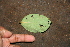  ( - BioBot00493)  @11 [ ] CreativeCommons - Attribution Non-Commercial Share-Alike (2010) Daniel H. Janzen Guanacaste Dry Forest Conservation Fund