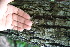 (Karwinskia calderonii - BioBot00494)  @11 [ ] CreativeCommons - Attribution Non-Commercial Share-Alike (2010) Daniel H. Janzen Guanacaste Dry Forest Conservation Fund