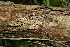  ( - BioBot00502)  @11 [ ] CreativeCommons - Attribution Non-Commercial Share-Alike (2010) Daniel H. Janzen Guanacaste Dry Forest Conservation Fund
