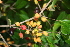  (Eugenia hypargyrea - BioBot00502)  @11 [ ] CreativeCommons - Attribution Non-Commercial Share-Alike (2010) Daniel H. Janzen Guanacaste Dry Forest Conservation Fund