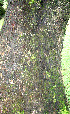  (Samanea saman - BioBot00512)  @11 [ ] CreativeCommons - Attribution Non-Commercial Share-Alike (2010) Daniel H. Janzen Guanacaste Dry Forest Conservation Fund