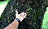  ( - BioBot00512)  @11 [ ] CreativeCommons - Attribution Non-Commercial Share-Alike (2010) Daniel H. Janzen Guanacaste Dry Forest Conservation Fund