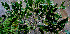  ( - BioBot00512)  @11 [ ] CreativeCommons - Attribution Non-Commercial Share-Alike (2010) Daniel H. Janzen Guanacaste Dry Forest Conservation Fund