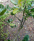  ( - BioBot00512)  @11 [ ] CreativeCommons - Attribution Non-Commercial Share-Alike (2010) Daniel H. Janzen Guanacaste Dry Forest Conservation Fund