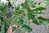  ( - BioBot00512)  @11 [ ] CreativeCommons - Attribution Non-Commercial Share-Alike (2010) Daniel H. Janzen Guanacaste Dry Forest Conservation Fund