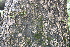 ( - BioBot00513)  @11 [ ] CreativeCommons - Attribution Non-Commercial Share-Alike (2010) Daniel H. Janzen Guanacaste Dry Forest Conservation Fund