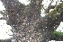  ( - BioBot00513)  @11 [ ] CreativeCommons - Attribution Non-Commercial Share-Alike (2010) Daniel H. Janzen Guanacaste Dry Forest Conservation Fund