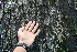  ( - BioBot00513)  @11 [ ] CreativeCommons - Attribution Non-Commercial Share-Alike (2010) Daniel H. Janzen Guanacaste Dry Forest Conservation Fund