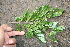  ( - BioBot00513)  @11 [ ] CreativeCommons - Attribution Non-Commercial Share-Alike (2010) Daniel H. Janzen Guanacaste Dry Forest Conservation Fund