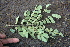 ( - BioBot00513)  @11 [ ] CreativeCommons - Attribution Non-Commercial Share-Alike (2010) Daniel H. Janzen Guanacaste Dry Forest Conservation Fund