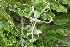  ( - BioBot00513)  @11 [ ] CreativeCommons - Attribution Non-Commercial Share-Alike (2010) Daniel H. Janzen Guanacaste Dry Forest Conservation Fund