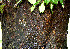  ( - BioBot00514)  @11 [ ] CreativeCommons - Attribution Non-Commercial Share-Alike (2010) Daniel H. Janzen Guanacaste Dry Forest Conservation Fund