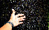  ( - BioBot00514)  @11 [ ] CreativeCommons - Attribution Non-Commercial Share-Alike (2010) Daniel H. Janzen Guanacaste Dry Forest Conservation Fund