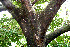  ( - BioBot00514)  @11 [ ] CreativeCommons - Attribution Non-Commercial Share-Alike (2010) Daniel H. Janzen Guanacaste Dry Forest Conservation Fund