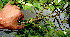  ( - BioBot00514)  @11 [ ] CreativeCommons - Attribution Non-Commercial Share-Alike (2010) Daniel H. Janzen Guanacaste Dry Forest Conservation Fund